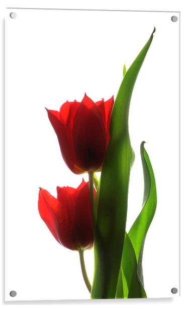 Backlit tulips Acrylic by Brian Sharland