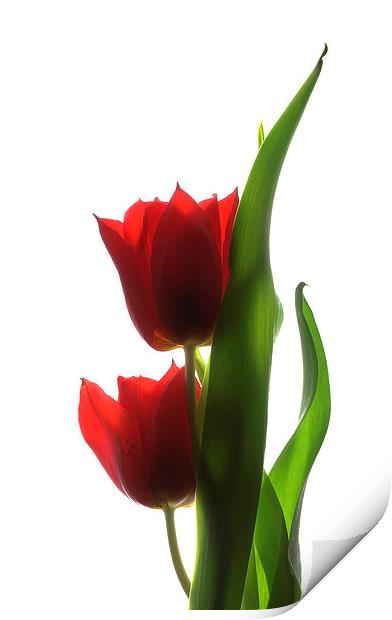 Backlit tulips Print by Brian Sharland