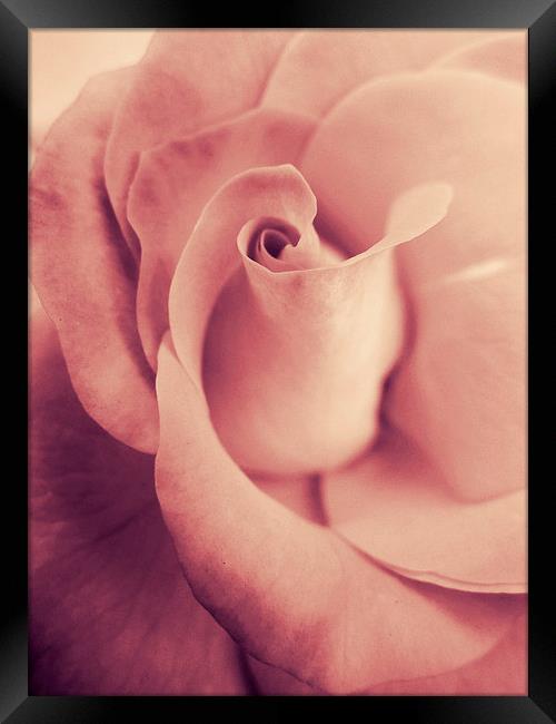 blushing rose Framed Print by Heather Newton