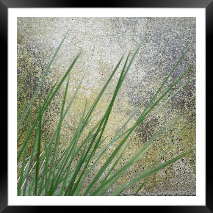 still life in grass and stone Framed Mounted Print by Heather Newton