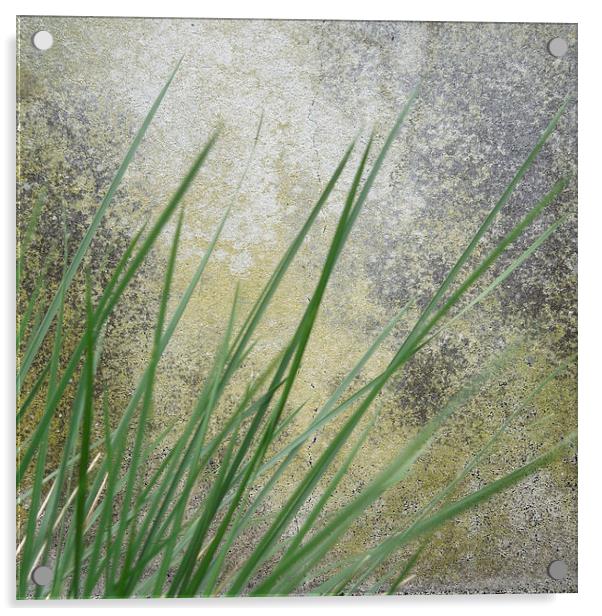 still life in grass and stone Acrylic by Heather Newton