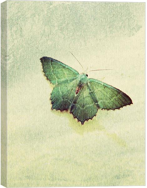 common emerald moth Canvas Print by Heather Newton