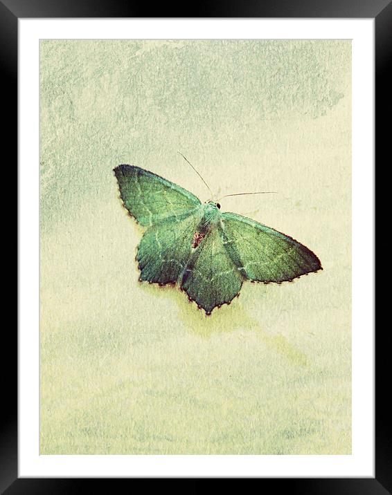 common emerald moth Framed Mounted Print by Heather Newton