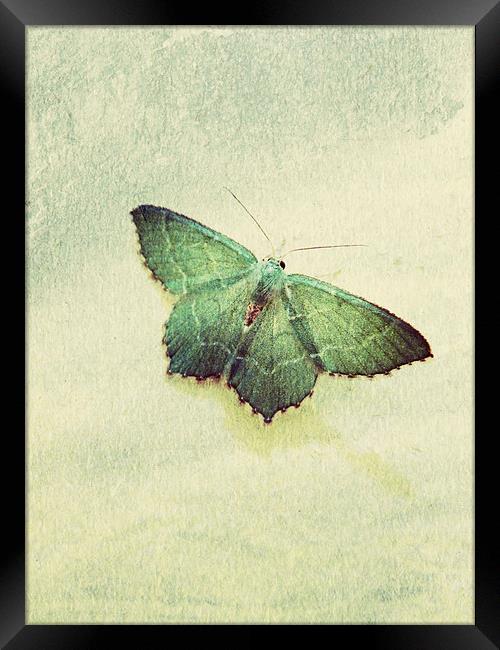 common emerald moth Framed Print by Heather Newton