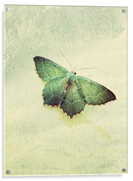 common emerald moth Acrylic by Heather Newton