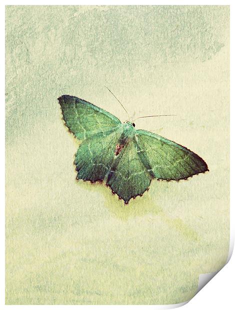 common emerald moth Print by Heather Newton