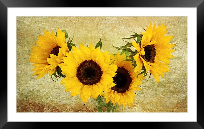 4 sunflowers Framed Mounted Print by Heather Newton