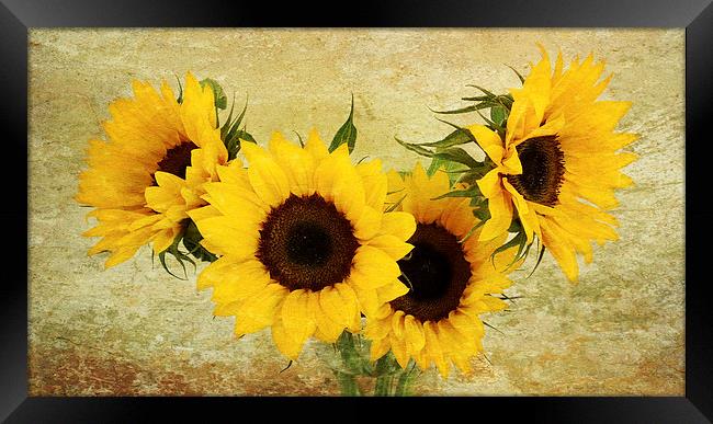 4 sunflowers Framed Print by Heather Newton