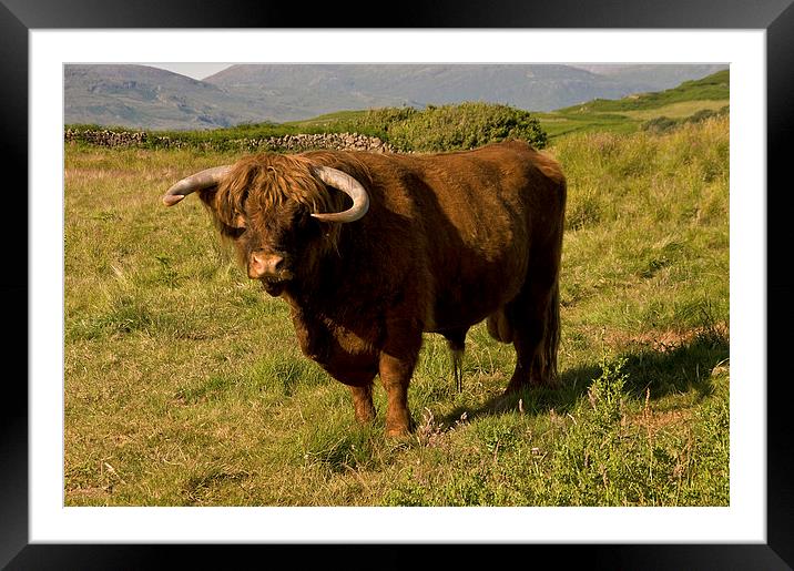 Highland Cow Scotland Framed Mounted Print by Jacqi Elmslie
