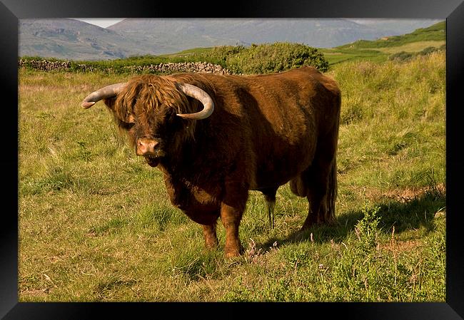 Highland Cow Scotland Framed Print by Jacqi Elmslie
