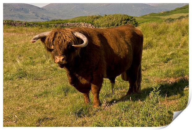 Highland Cow Scotland Print by Jacqi Elmslie