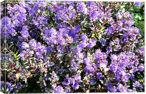 A mass of Hebe in a garden border Canvas Print by Frank Irwin