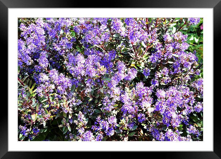 A mass of Hebe in a garden border Framed Mounted Print by Frank Irwin