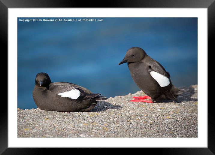 Guillemots Framed Mounted Print by Rob Hawkins