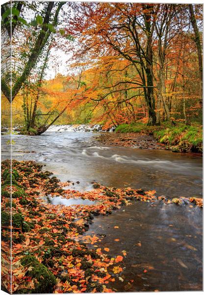Autumn Along the Teign Canvas Print by Dave Rowlatt