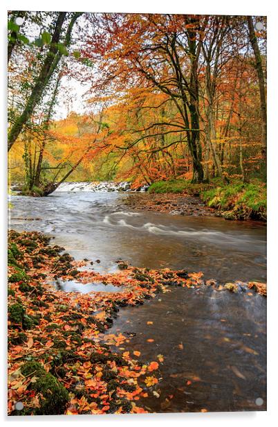 Autumn Along the Teign Acrylic by Dave Rowlatt