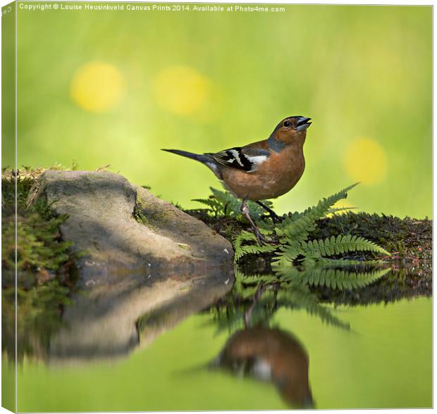 Singing Chaffinch Canvas Print by Louise Heusinkveld