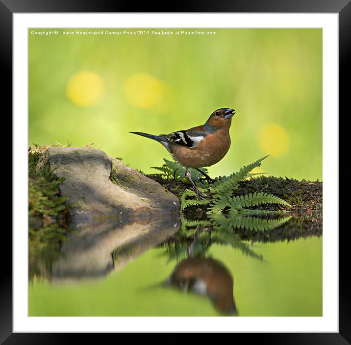 Singing Chaffinch Framed Mounted Print by Louise Heusinkveld