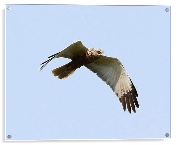 Marsh Harrier Acrylic by John Ball