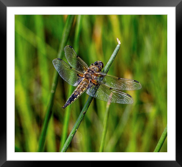 Four Spotted Chaser( libellula quadrimaculata) Framed Mounted Print by Ron Sayer