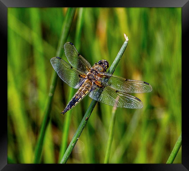 Four Spotted Chaser( libellula quadrimaculata) Framed Print by Ron Sayer