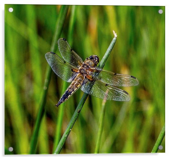 Four Spotted Chaser( libellula quadrimaculata) Acrylic by Ron Sayer
