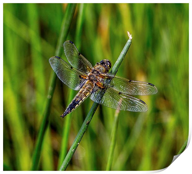 Four Spotted Chaser( libellula quadrimaculata) Print by Ron Sayer