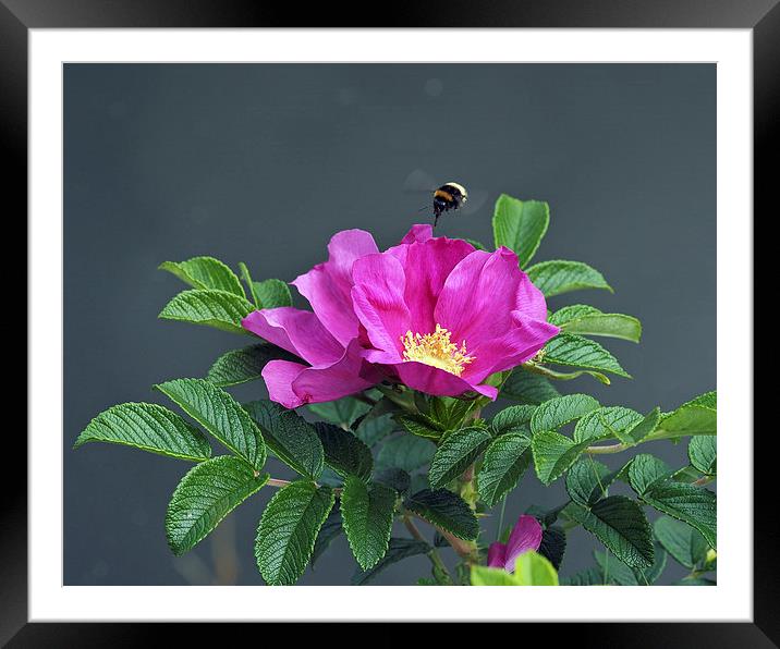 Dog Rose Framed Mounted Print by Victor Burnside