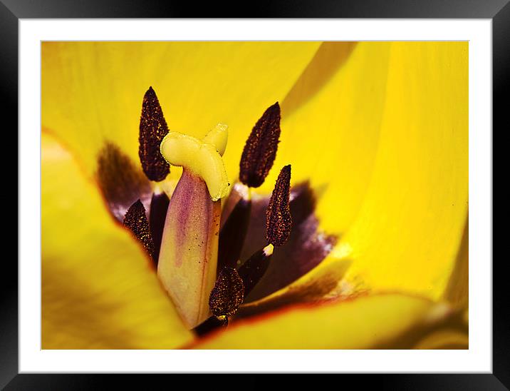 Picotee yellow tulip macro Framed Mounted Print by James Bennett (MBK W