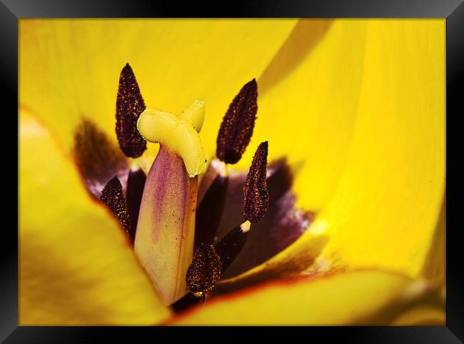 Picotee yellow tulip macro Framed Print by James Bennett (MBK W