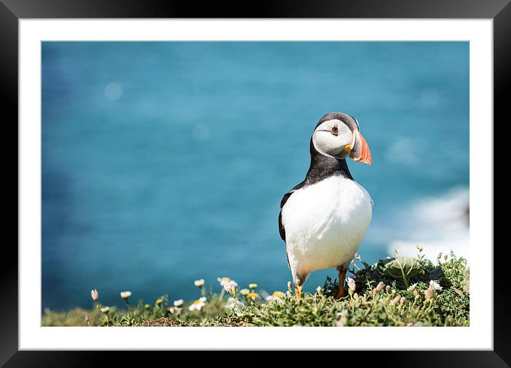 A puffin on Skomer Island Framed Mounted Print by Katie Mitchell