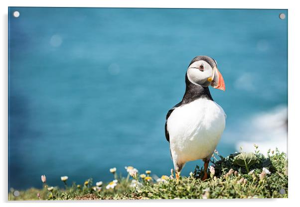 A puffin on Skomer Island Acrylic by Katie Mitchell