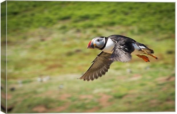 A flying puffin in Pembrokeshire Canvas Print by Katie Mitchell