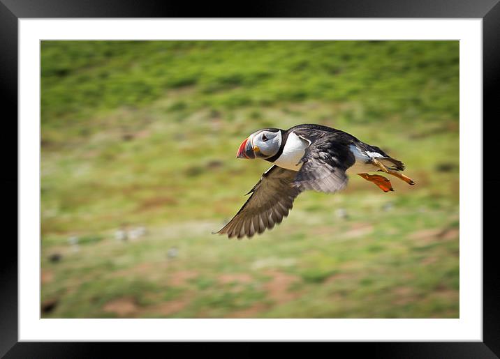 A flying puffin in Pembrokeshire Framed Mounted Print by Katie Mitchell