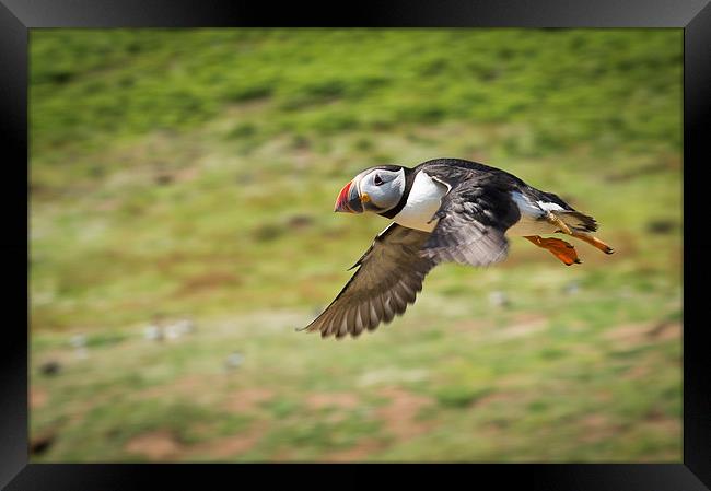 A flying puffin in Pembrokeshire Framed Print by Katie Mitchell