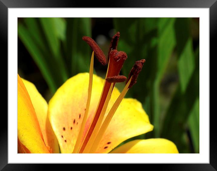 Sweet Lilly Framed Mounted Print by michelle whitebrook
