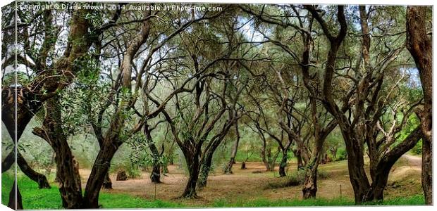 Olive Trees Canvas Print by Diana Mower