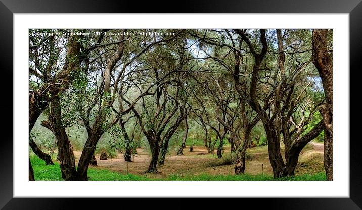 Olive Trees Framed Mounted Print by Diana Mower