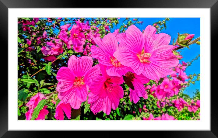 Mellow Mallow Framed Mounted Print by camera man