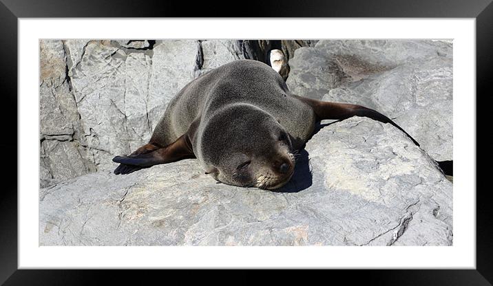 Baby Seal Framed Mounted Print by Adam Levy