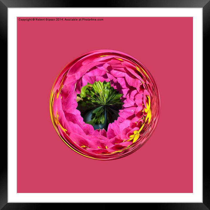  Pink flower in globe Framed Mounted Print by Robert Gipson