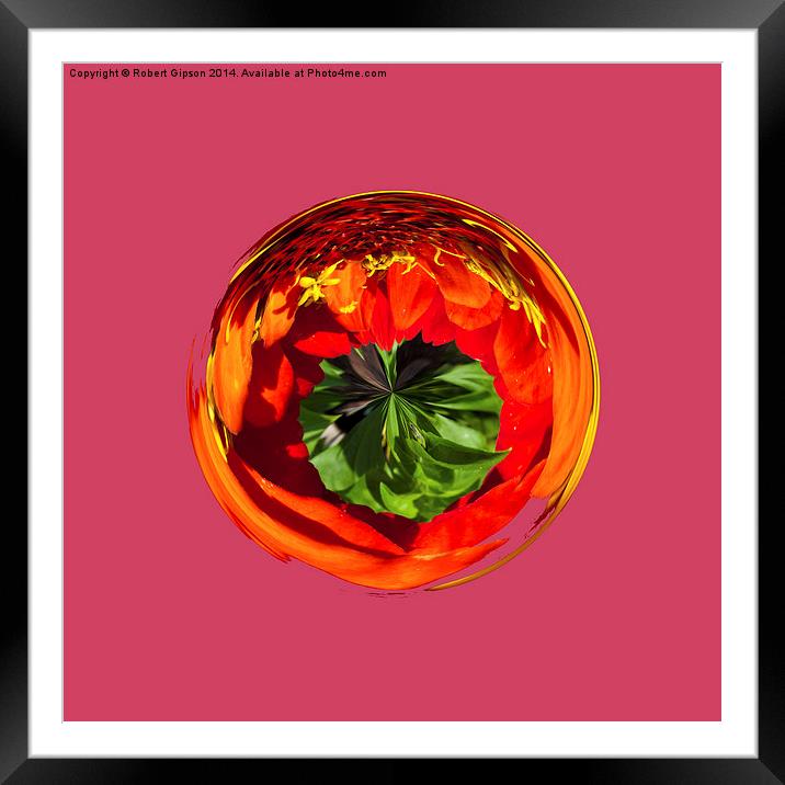 Red flower in the globe  Framed Mounted Print by Robert Gipson