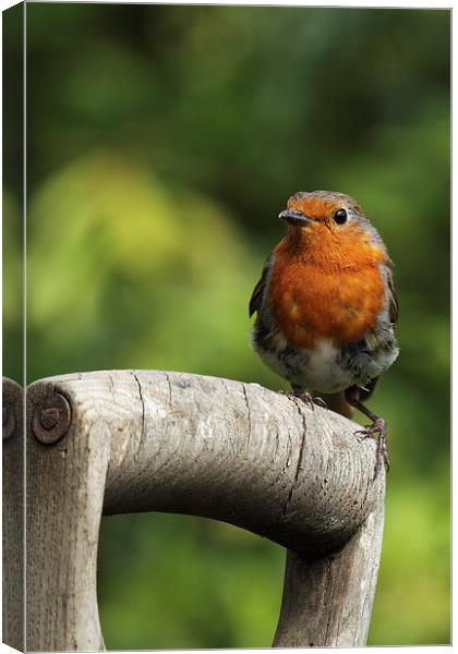  Robin on an old wooden garden fork. Canvas Print by RSRD Images 