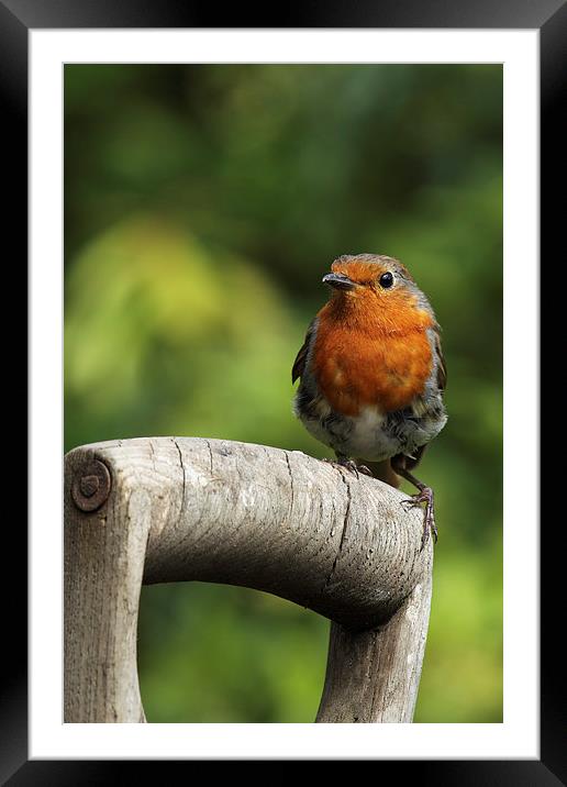  Robin on an old wooden garden fork. Framed Mounted Print by RSRD Images 