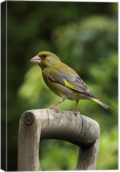  Greenfinch on an old wooden garden fork handle Canvas Print by RSRD Images 