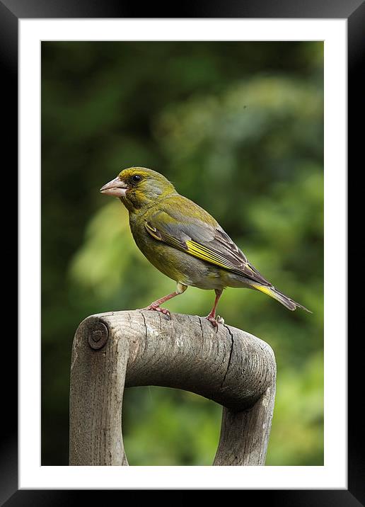  Greenfinch on an old wooden garden fork handle Framed Mounted Print by RSRD Images 