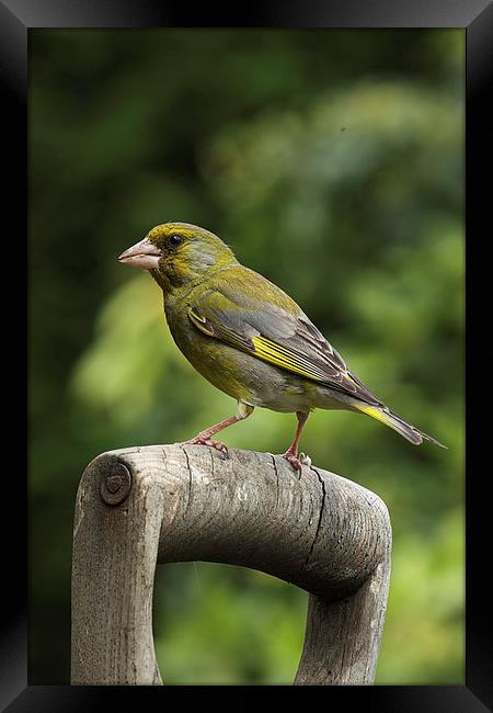  Greenfinch on an old wooden garden fork handle Framed Print by RSRD Images 