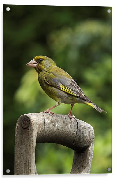  Greenfinch on an old wooden garden fork handle Acrylic by RSRD Images 