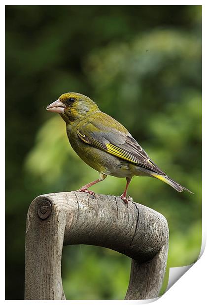  Greenfinch on an old wooden garden fork handle Print by RSRD Images 