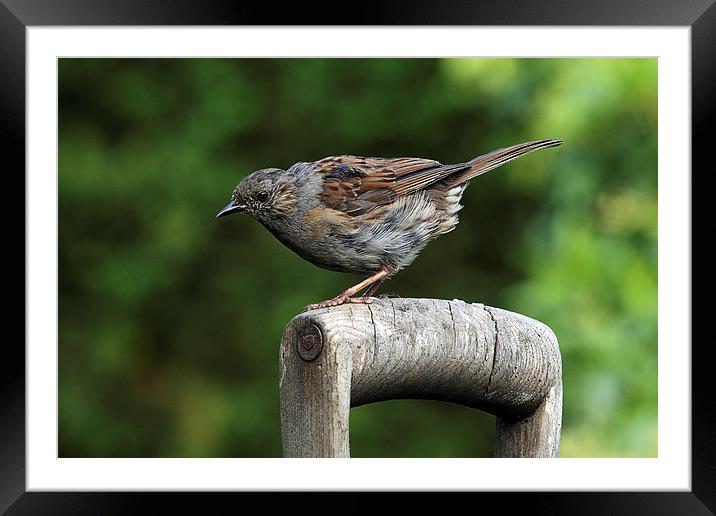  Dunnock on an old wooden garden fork handle Framed Mounted Print by RSRD Images 